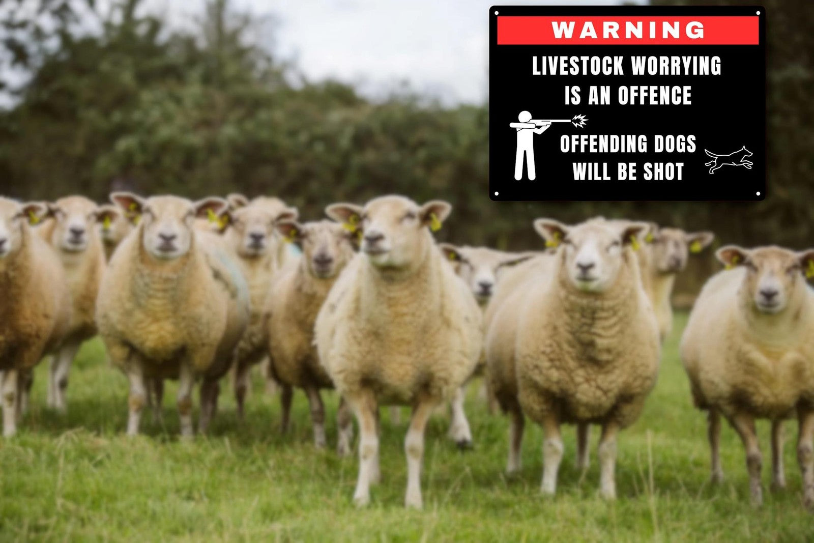 A4 Livestock Protection Sign – Dog Control Warning – Black & Red Outdoor Notice – by North By North East – Safety & Warning Signs